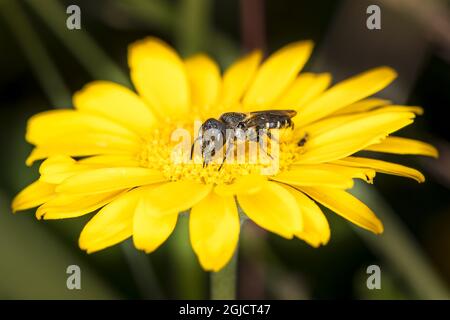 Großkopf-Harzbiene (Heriades truncorum) auf goldenem Marguerit,(Anthemis tinctoria) Foto: Ola Jennersten / TT / kod 2754 Stockfoto