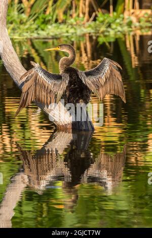 USA, Florida, Wakodahatchee Wetlands. Anhinga Erwachsener trocknet seine Flügel. Kredit als: Cathy & Gordon Illg / Jaynes Gallery / DanitaDelimont. com Stockfoto