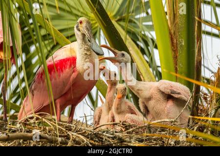 USA, Florida, Anastasia Island, Alligator Farm. Roseat Löffelschnabel Küken und Erwachsene auf Nest. Kredit als: Cathy & Gordon Illg / Jaynes Gallery / DanitaDel Stockfoto