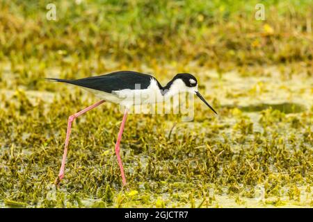 USA, Florida, Lake Apopka. Schwarzhalsvögel aus der Nähe. Kredit als: Cathy & Gordon Illg / Jaynes Gallery / DanitaDelimont. com Stockfoto