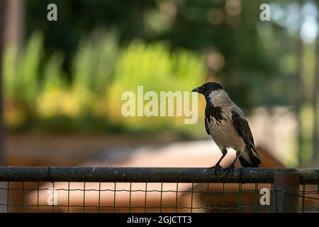 Krähe mit Kapuze (Corvus cornix), auch Kapuze auf grünem, natürlichem Hintergrund mit Kopierraum genannt Stockfoto