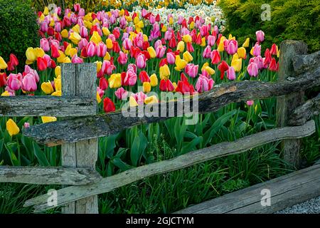 WA19605-00...WASHINGTON - Ein Demonstrationsgarten mit bunten Tulpen und Narzissen, der auf der RoozenGaarde-Zwiebelfarm besichtigt wird. Stockfoto