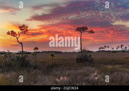 Sonnenuntergang Wolken über Sägegras Feuchtgebiete im Everglades National Park, Florida, USA. Stockfoto
