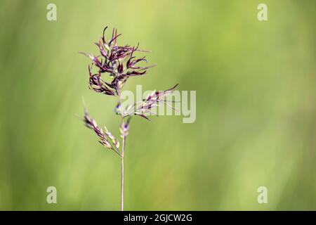 Bauchiges Wiesengras (POA bulbosa). Foto: Magnus Martinsson / TT / 2734 Stockfoto