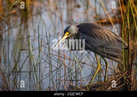 Tricolored Reiher im Everglades National Park, Florida, USA. Stockfoto