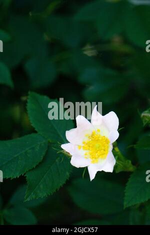 Blumen wild Rose Rosa stylosa auf weißem Hintergrund Stockfoto