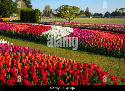 WA19608-00...WASHINGTON - farbenfrohe Tulpen wachsen in Demonstrationsgärten auf der RoozenGaarde Bulb Farm. Stockfoto