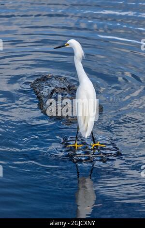 Great Egret Reiten auf Alligator's Rücken, Florida Stockfoto