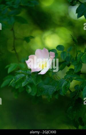 Blumen wild Rose Rosa stylosa auf weißem Hintergrund Stockfoto