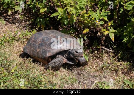 Gopher Tortoise, Florida Stockfoto