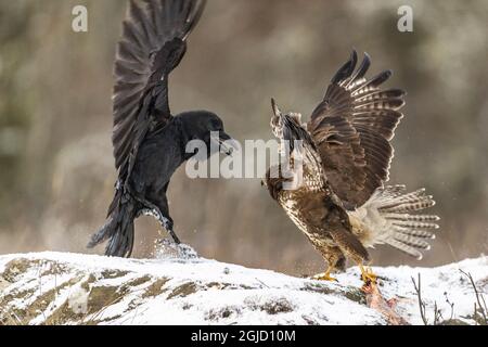 Rabe (Corvus corax) und Bussard (Buteo buteo) kämpfen um Nahrung Foto: Ola Jennersten / TT / kod 2754 Stockfoto