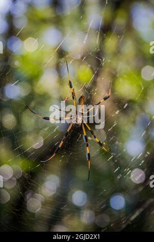 Ein großer weiblicher Goldseide-Orb-Weber mit Netz. Das Männchen ist klein. Stockfoto