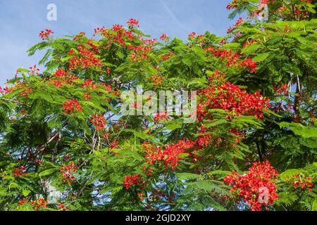 Royal Poinciana Baum produziert schöne rote Blumen. Stockfoto