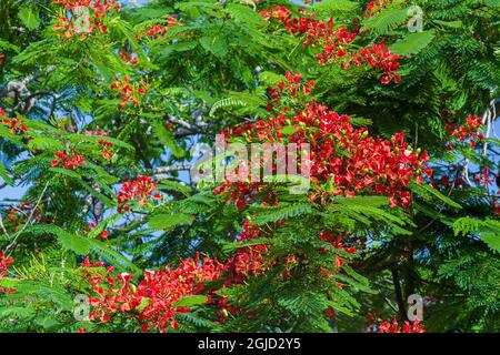 Royal Poinciana Baum produziert schöne rote Blumen. Stockfoto