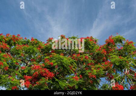 Royal Poinciana Baum produziert schöne rote Blumen. Stockfoto
