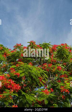 Royal Poinciana Baum produziert schöne rote Blumen. Stockfoto