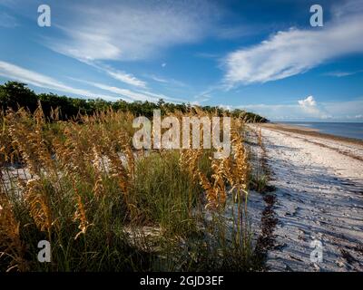 Der goldene Meeresoat, ein hohes subtropisches Gras, hilft, Strände zu stabilisieren und vor erosiven Stürmen zu schützen. Stockfoto