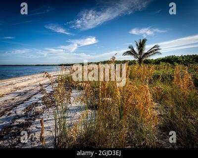 Der goldene Meeresoat, ein hohes subtropisches Gras, hilft, Strände zu stabilisieren und vor erosiven Stürmen zu schützen. Stockfoto