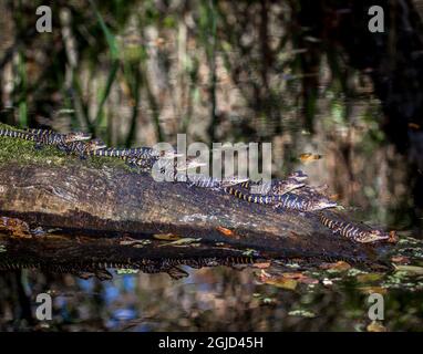 Junge amerikanische Alligatoren auf einem Baumstamm in einem Sümpfe in Südflorida. Stockfoto