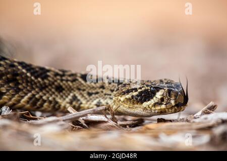 Eine östliche Diamantrücken-Klapperschlange ist giftig und wird immer seltener. Stockfoto