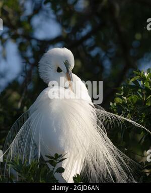 Große Reiher Balz, Florida, USA. Stockfoto