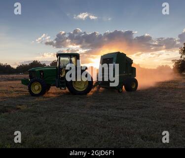 Rollendes Heu bei Sonnenuntergang, Sumter County, Florida, USA. Stockfoto