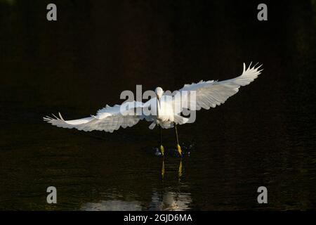 Snowy egret hunting, Green Cay Wetlands, Florida Stockfoto