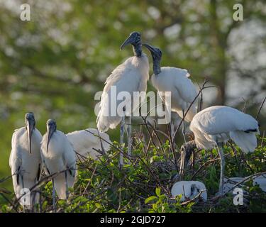 Waldstörche, die Werbenverhalten zeigen, Mycteria americana, Wakodahatchee Wetlands, Florida Stockfoto