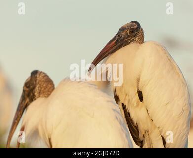 Paar Waldstörche, Mycteria americana, Wakodahatchee Wetlands, Florida Stockfoto