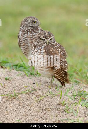 Paar Burrowing Eulen, Athene cunicularia, Florida. Stockfoto