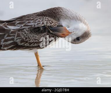 Juvenile Black Skimmer, die entlang der Küste, der Golfküste von Florida, aufgehen Stockfoto