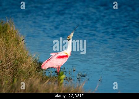 Ein Roseate-Löffler steht im Wasser und ruft, Zeichen von Stress Stockfoto