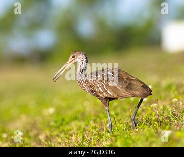 Ein Limpkin mit einer Schnecke im Schnabel, im Gras stehend Stockfoto