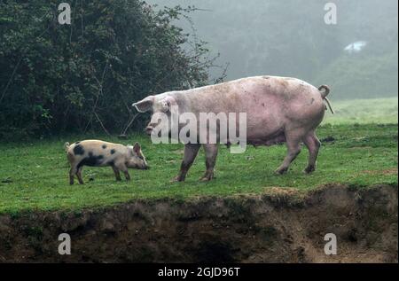 Schweine, die für die Pannage-Saison im Neuen Wald freigesetzt wurden, Verzehr von Eicheln, die für Ponys giftig sind Stockfoto