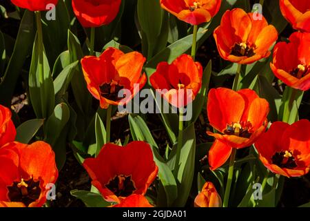 WA19626-00...WASHINGTON - Eine farbenfrohe Darstellung großer rötlich-oranger Tulpen, die in einem Demonstrationsgarten auf der RoozenGaarde Bulb Farm in Skagit blühen Stockfoto