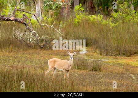 USA, Georgia, Savannah. Hirsche im Laubwald im Skidaway Island State Park. Stockfoto