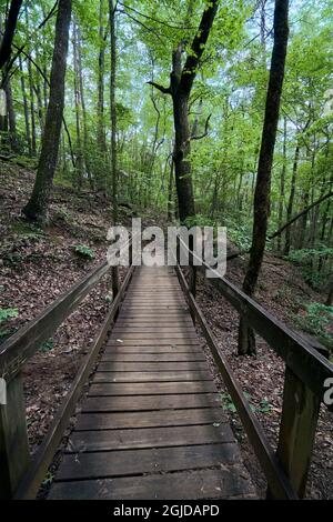 USA, Georgia, Amicalola Falls State Park. Ein Zuwanderweg zur Südstation des Appalachian Trail. Stockfoto