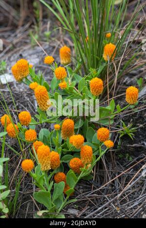 Candy-Root-Blume. Wurzeln riechen wie wintergrün. Stockfoto