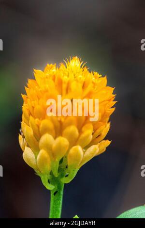 Candy-Root-Blume. Wurzeln riechen wie wintergrün. Stockfoto