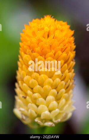 Candy-Root-Blume. Wurzeln riechen wie wintergrün. Stockfoto