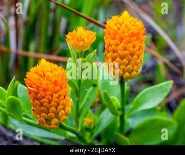 Candy-Root-Blume. Wurzeln riechen wie wintergrün. Stockfoto