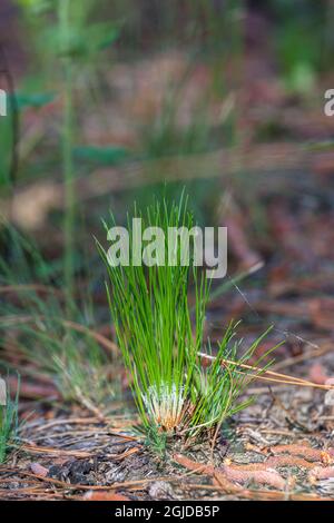 Ein langblättrige Kiefernkeimling. Stockfoto