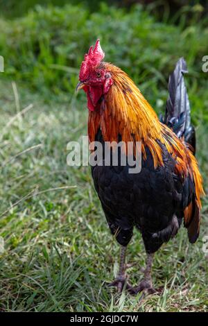 Wildes hawaiianisches Moa-Hahn-Huhn in Kauai, Hawaii, USA Stockfoto