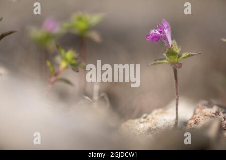 Roter Hempnessel (Galeopsis ladanum). Galeopsis ladanum L. Foto: Magnus Martinsson / TT / Code 2734 Stockfoto