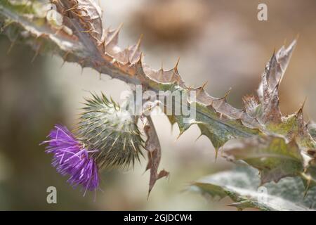 Baumwolldistel (Onopordum acanthium). Onopordum acanthium Linné Foto: Magnus Martinsson / TT / Code 2734 Stockfoto