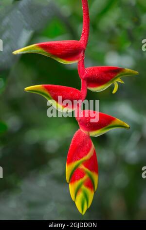 USA, Hawaii, Big Island of Hawaii. Hawaii Tropical Botanical Gardens, Hänge-Hummerkralle (Heliconia rostrata) in voller Blüte. Stockfoto