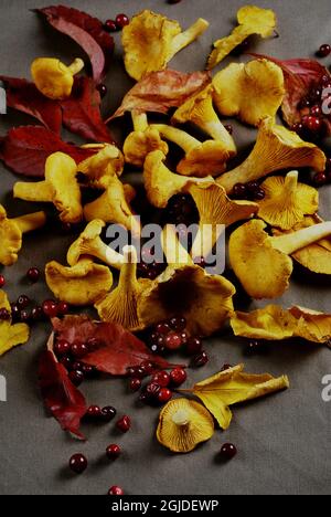 Pfifferlinge und Preiselbeeren. Stockfoto