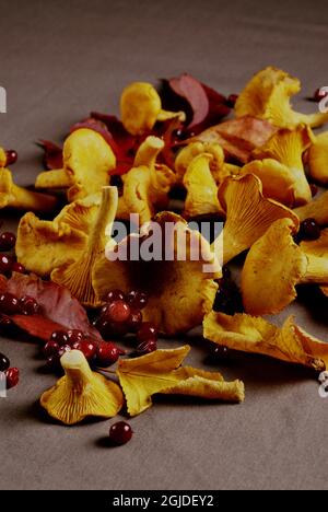 Pfifferlinge und Preiselbeeren. Stockfoto