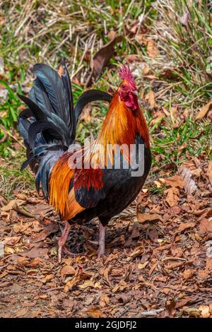 Feral Hahn, Kauai, Hawaii, USA. Stockfoto