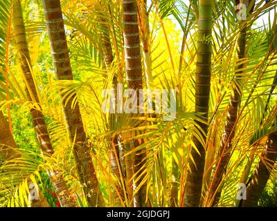 USA, Hawaii, Maui, Up Country, Kula, Kula Botanical Gardens mit kleinen tropischen Palmen Stockfoto